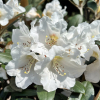 Foxy Lady - Rhododendron yakushimanum x hybridum - Rhododendron yakushimanum x hybridum 'Foxy Lady'