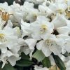 Foxy Lady - Rhododendron yakushimanum x hybridum - Rhododendron yakushimanum x hybridum 'Foxy Lady'