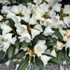 Foxy Lady - różanecznik yakushimanum x hybridum - Rhododendron yakushimanum x hybridum 'Foxy Lady'