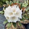 Foxy Lady - Rhododendron yakushimanum x hybridum - Rhododendron yakushimanum x hybridum 'Foxy Lady'