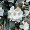 Hydon Velvet - Rhododendron degronianum ssp. yakushimanum x bureavii - Hydon Velvet - Rhododendron degronianum ssp. yakushimanum x bureavii