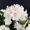 Hydon Velvet - Rhododendron degronianum ssp. yakushimanum x bureavii - Hydon Velvet - Rhododendron degronianum ssp. yakushimanum x bureavii