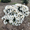 Hydon Velvet - Rhododendron degronianum ssp. yakushimanum x bureavii - Hydon Velvet - Rhododendron degronianum ssp. yakushimanum x bureavii