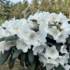 Hydon Velvet - Rhododendron degronianum ssp. yakushimanum x bureavii - Hydon Velvet - Rhododendron degronianum ssp. yakushimanum x bureavii