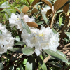 Hydon Velvet - Różanecznik degronianum ssp. yakushimanum x bureavii - Hydon Velvet - Rhododendron degronianum ssp. yakushimanum x bureavii