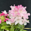 Ken Janeck - różanecznik selekt degronianum ssp. yakushimanum - Ken Janeck - Rhododendron selekt degronianum ssp. yakushimanum
