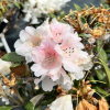 Little Bear - Rhododendron yakushimanum x tsariense - Little Bear - Rhododendron yakushimanum x tsariense
