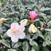 Little Bear - Rhododendron yakushimanum x tsariense - Little Bear - Rhododendron yakushimanum x tsariense