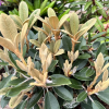 Queen Bee - różanecznik wielkokwiatowy - Queen Bee - Rhododendron hybridum