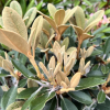 Queen Bee - różanecznik wielkokwiatowy - Queen Bee - Rhododendron hybridum