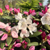 Rauhreif - Rhododendron degronianum ssp. yakushimanum x smirnowii - Rauhreif - Rhododendron degronianum ssp. yakushimanum x smirnowii