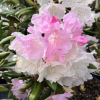 Rauhreif - Rhododendron degronianum ssp. yakushimanum x smirnowii - Rauhreif - Rhododendron degronianum ssp. yakushimanum x smirnowii