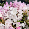 Rauhreif - Rhododendron degronianum ssp. yakushimanum x smirnowii - Rauhreif - Rhododendron degronianum ssp. yakushimanum x smirnowii