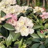 Ruth Davis - Rhododendron degronianum ssp. yakushimanum x degronianum ssp. heptamerum - Ruth Davis -  Rhododendron degronianum ssp. yakushimanum x degronianum ssp. heptamerum