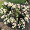 Ruth Davis - Rhododendron degronianum ssp. yakushimanum x degronianum ssp. heptamerum - Ruth Davis -  Rhododendron degronianum ssp. yakushimanum x degronianum ssp. heptamerum