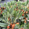 Rhododendron wasonii ssp. rhododactylum - Rhododendron wasonii ssp. rhododactylum