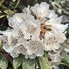 Rhododendron wiltonii - Rhododendron wiltonii