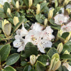 Rhododendron wiltonii - różanecznik Wiltona - Rhododendron wiltonii