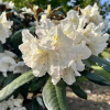 Rhododendron yakushimanum x adenopodum - różanecznik yakushimanum x adenopodum - Rhododendron yakushimanum x adenopodum