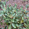 Rhododendron wasonii ssp. rhododactylum - Rhododendron wasonii ssp. rhododactylum