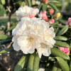Spellbinder - Рододендрон гибридный - Spellbinder - Rhododendron hybridum
