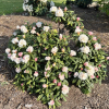 Spellbinder - Рододендрон гибридный - Spellbinder - Rhododendron hybridum