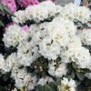 Teddy Bear - Rhododendron bureavii x degronianum ssp. yakushimanum - Teddy Bear - Rhododendron bureavii x degronianum ssp. yakushimanum