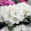 Teddy Bear - Rhododendron bureavii x degronianum ssp. yakushimanum - Teddy Bear - Rhododendron bureavii x degronianum ssp. yakushimanum