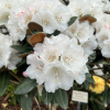 Teddy Bear - różanecznik bureavii x degronianum ssp. yakushimanum - Teddy Bear - Rhododendron bureavii x degronianum ssp. yakushimanum