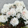 Teddy Bear - Rhododendron bureavii x degronianum ssp. yakushimanum - Teddy Bear - Rhododendron bureavii x degronianum ssp. yakushimanum