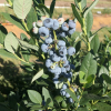 Calypso PBR - Blueberry under license - Calypso PBR - Vaccinium corymbosum
