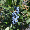 Calypso PBR - Blueberry under license - Calypso PBR - Vaccinium corymbosum