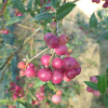 Pink Lemonade - borówka amerykańska - Pink Lemonade - Vaccinium corymbosum