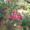 Pink Lemonade - borówka amerykańska - Pink Lemonade - Vaccinium corymbosum