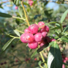 Pink Lemonade - borówka amerykańska - Pink Lemonade - Vaccinium corymbosum