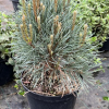 Pinus sylvestris 'Chantry Blue' - sosna zwyczajna - Pinus sylvestris 'Chantry Blue'