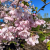 Prunus Accolade - Japanese Flowering Cherry - Prunus Accolade - Prunus serrulata Fugenzo