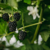 Rubus fruticosus Loch Ness - Thornless Blackberry - Rubus fruticosus Loch Ness