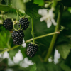 Rubus fruticosus Loch Ness - jeżyna bezkolcowa - Rubus fruticosus Loch Ness