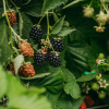 Rubus fruticosus Loch Tay PBR - jeżyna bezkolcowa - Rubus fruticosus Loch Tay PBR