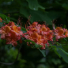 Henry’s Triumph - Azalea - Henry’s Triumph - Rhododendron (Azalea)