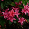 Millenium  - Azalea - Millenium - Rhododendron (Azalea)