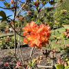Mandarin Lights - Azalia wielkokwiatowa - Mandarin Lights - Rhododendron (Azalea)