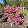 Rosy Lights - Azalia wielkokwiatowa - Rosy Lights - Rhododendron  (Azalea)