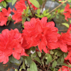 obtusum - Japanese azalea - obtusum - Rhododendron