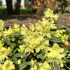 Princess Anne - Japanese Azalea - Princess Anne - Rhododendron