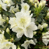 Schneezwerg - Azalia japońska - Schneezwerg - Rhododendron