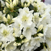 Schneezwerg - Azalia japońska - Schneezwerg - Rhododendron