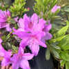 Staccato - Japanische Azalee - Staccato - Rhododendron