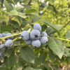 Toro - Highbush blueberry - Toro - Vaccinium corymbosum